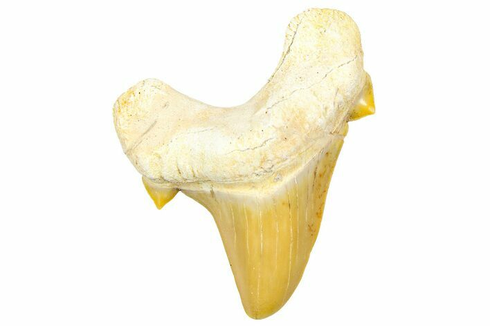 Fossil Shark Tooth (Otodus) - Morocco #353508